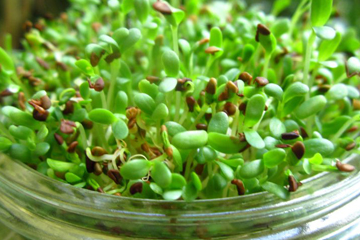 Alfalfa