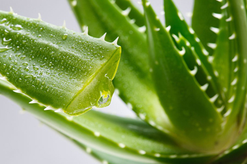 Aloevera