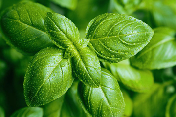 Basil