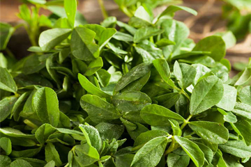 Fenugreek Leaves