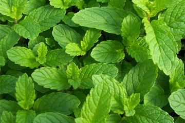 Mint