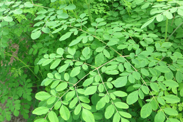 Moringa leaves