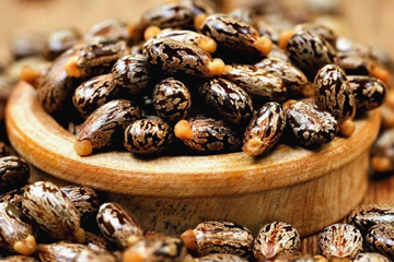 Castor Seeds